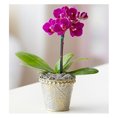 Mini purple Orchid (Basic)